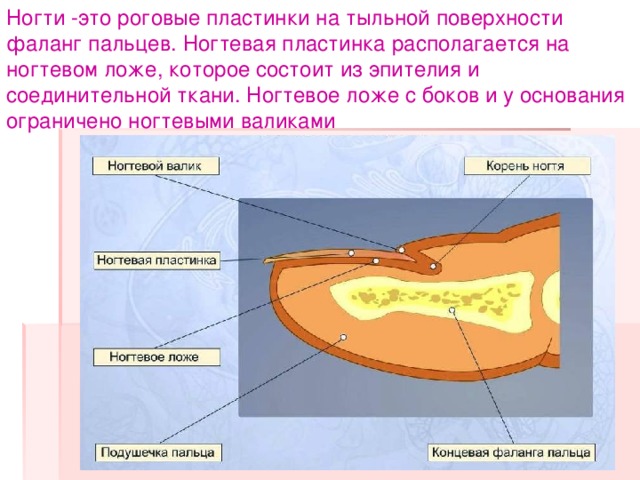 Назовите структурные зоны и элементы строения папиллярного рисунка ногтевой фаланги пальца руки