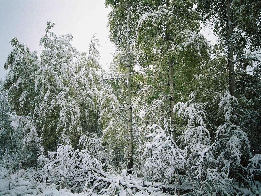 Внеклассное чтение. Стихи С. Есенина