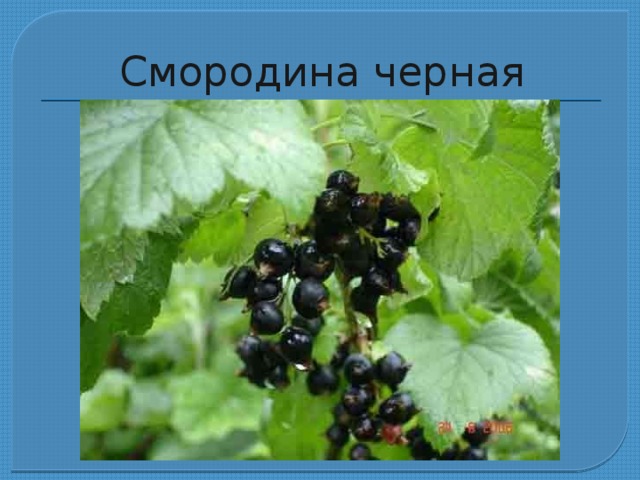 Фейс запах смородины. Смородина лист 30г. Смородина несравненная описание сорта фото. Есть черную смородину при язве желудка.