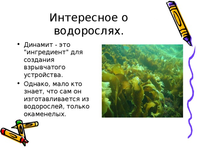  Интересное о водорослях. Динамит - это 