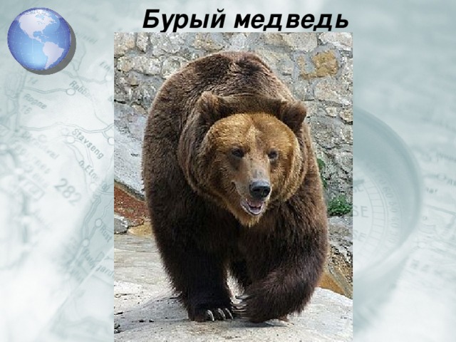 Бурый медведь 