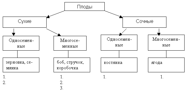 Заполните схему классификация плодов