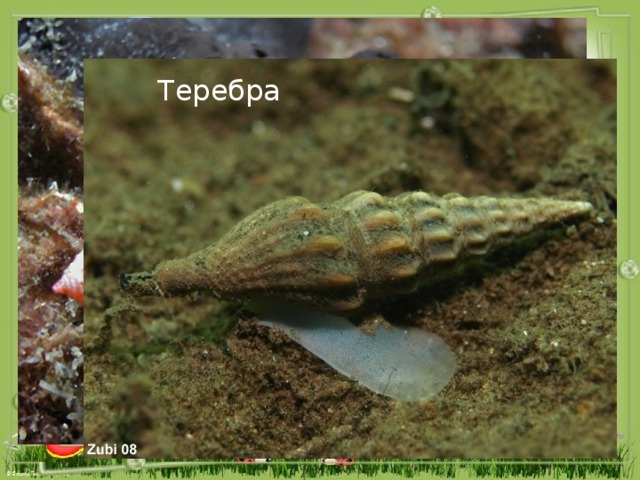 Теребра Тропические моллюски конус и теребра имеют ядовитые железы, их яд близок к яду кураре. Конус 