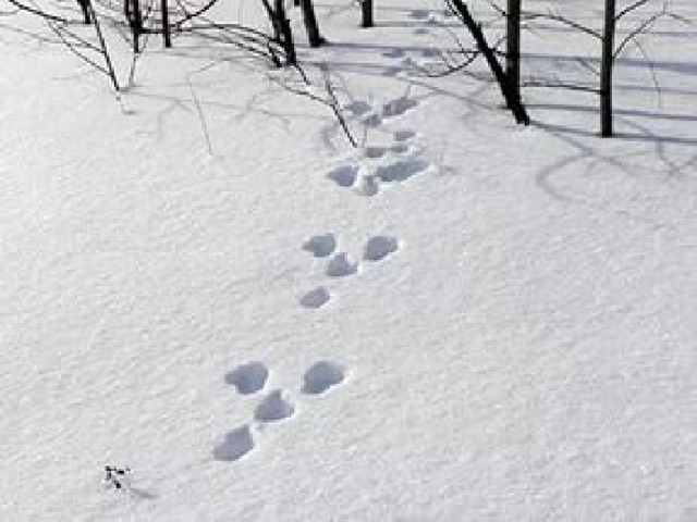 След зайца на снегу 5. Зимние следы зайца. Следы зайца русака. Следы зайца беляка на снегу. Следы зайца беляка.