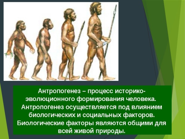 Этапы эволюции человека 9 класс пономарева. Роль социальных факторов в эволюции человека. Роль биологических факторов в эволюции человека. Антропогенез это процесс. Факторы антропогенеза человека.
