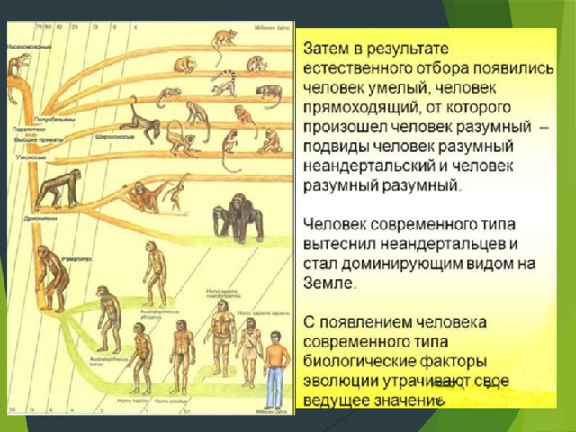 Процесс естественного отбора