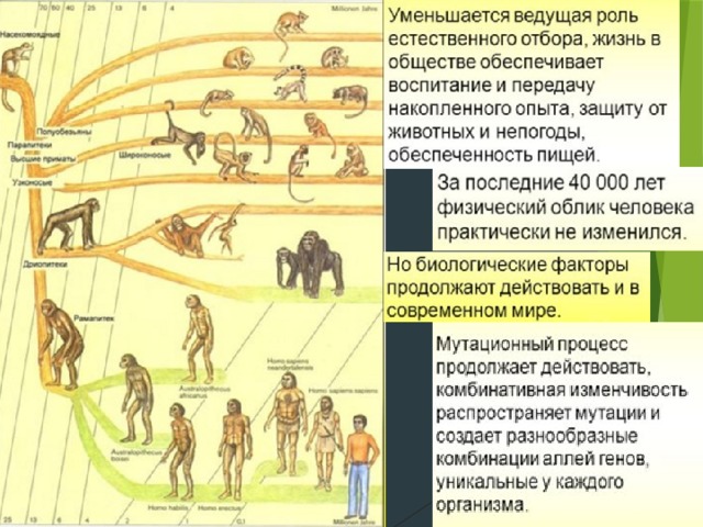 Биологические и социальные факторы эволюции человека презентация