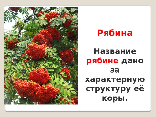 Разбор слова рябина. Рябина слова. Предложение про рябину. Словарное слово рябина в картинках. Рябина имя.