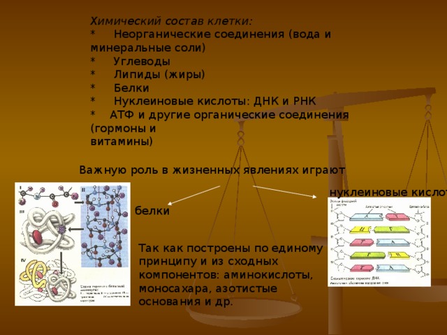 Состав белков клетки. Органические вещества клетки белки углеводы липиды. Роль химических соединений в клетке. Органические вещества клетки и их роль. Белки жиры углеводы нуклеиновые кислоты.