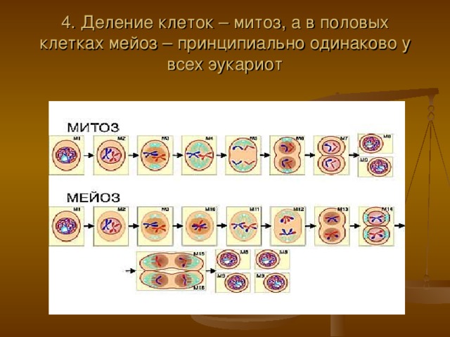 Митоз и мейоз рисунки