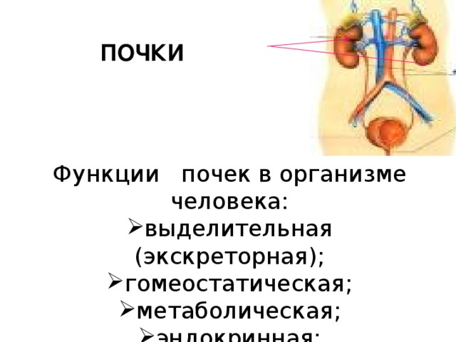 ПОЧКИ Функции почек в организме человека: выделительная (экскреторная); гомеостатическая; метаболическая; эндокринная; защитная. 