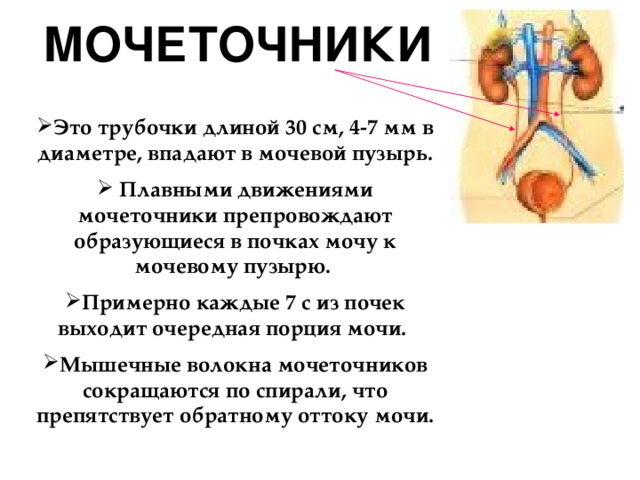 Анатомия мочеточника