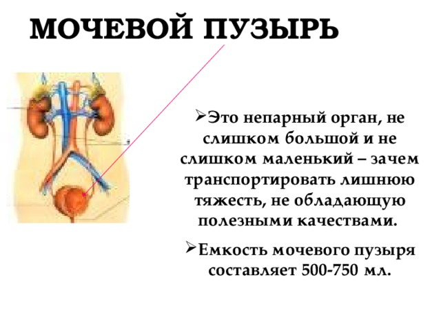 Тест по теме выделение 8 класс биология