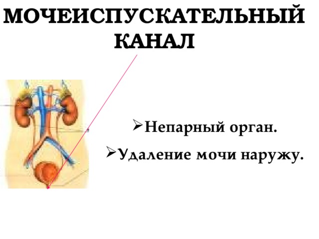 МОЧЕИСПУСКАТЕЛЬНЫЙ КАНАЛ Непарный орган. Удаление мочи наружу. 