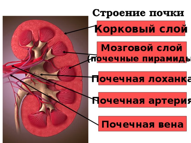 Строение почки Корковый слой Мозговой слой (почечные пирамиды) Почечная лоханка Почечная артерия Почечная вена 