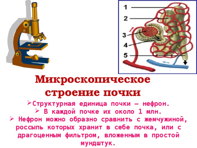 Микроскопическое строение. Микроскопическое строение почки. Микроскопическое строение почк. Макро и микроскопическое строение почек. Макроскопическое и микроскопическое строение почек.