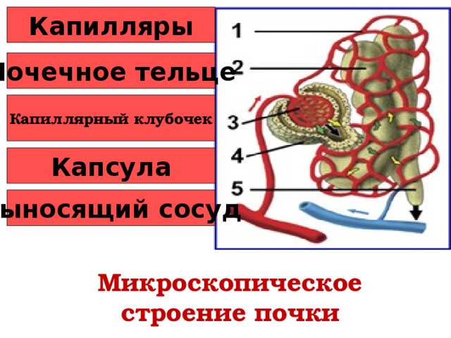 Капилляры Почечное тельце Капиллярный клубочек Капсула Выносящий сосуд Микроскопическое строение почки 