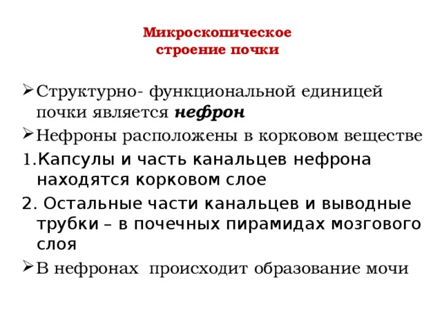 Микроскопическое  строение почки   Структурно- функциональной единицей почки является нефрон Нефроны расположены в корковом веществе 1. Капсулы и часть канальцев нефрона находятся корковом слое 2. Остальные части канальцев и выводные трубки – в почечных пирамидах мозгового слоя В нефронах происходит образование мочи 