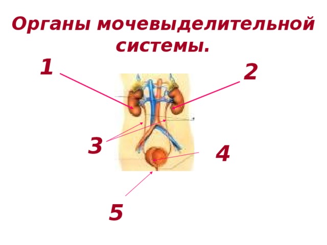 Органы мочевыделительной системы.  1  2  3  4  5 