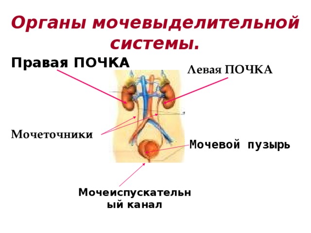 Органы мочевыделительной системы. Правая ПОЧКА Левая ПОЧКА Мочеточники Мочевой пузырь Мочеиспускательный канал 