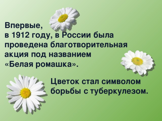 Впервые, в 1912 году, в России была проведена благотворительная акция под названием «Белая ромашка». Цветок стал символом борьбы с туберкулезом.  
