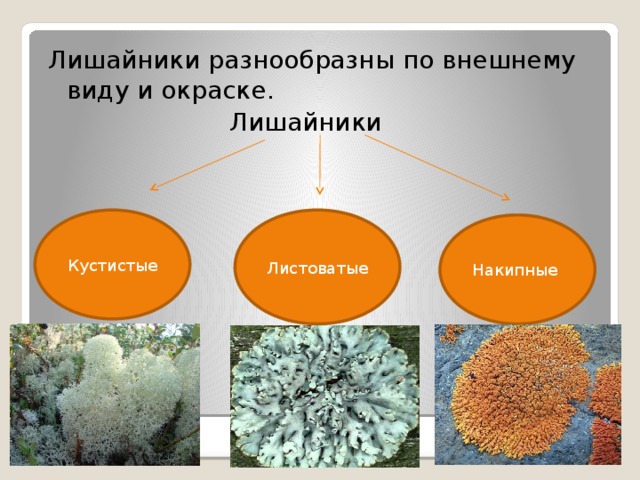 Какие по внешнему виду лишайники изображены на рисунке