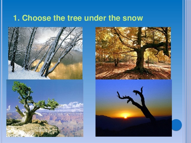 1. Choose the tree under the snow 