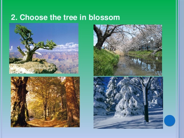 2. Choose the tree in blossom 