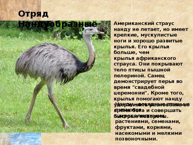 Отряды птиц страусообразные нандуобразные казуарообразные гусеобразные презентация 7 класс