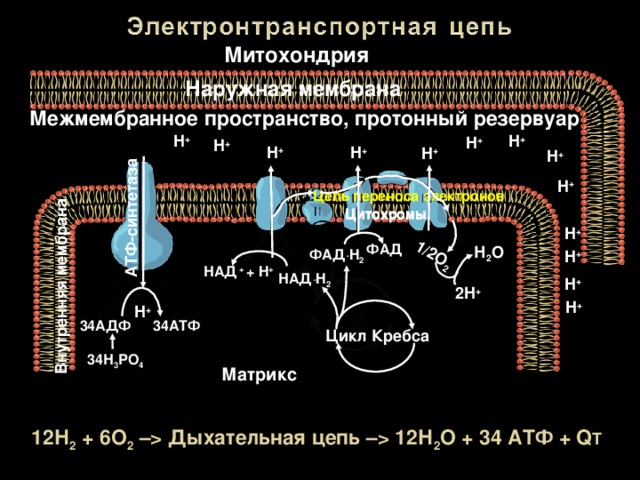 Электронно транспортная цепь схема