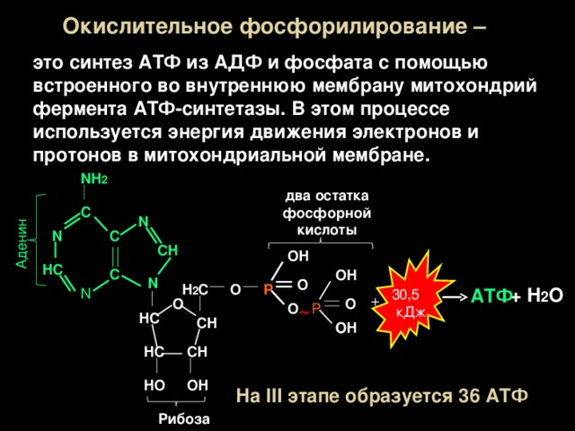 Окислительное фосфорилирование презентация