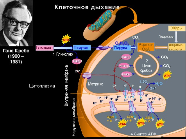 Энергетический обмен рисунок егэ