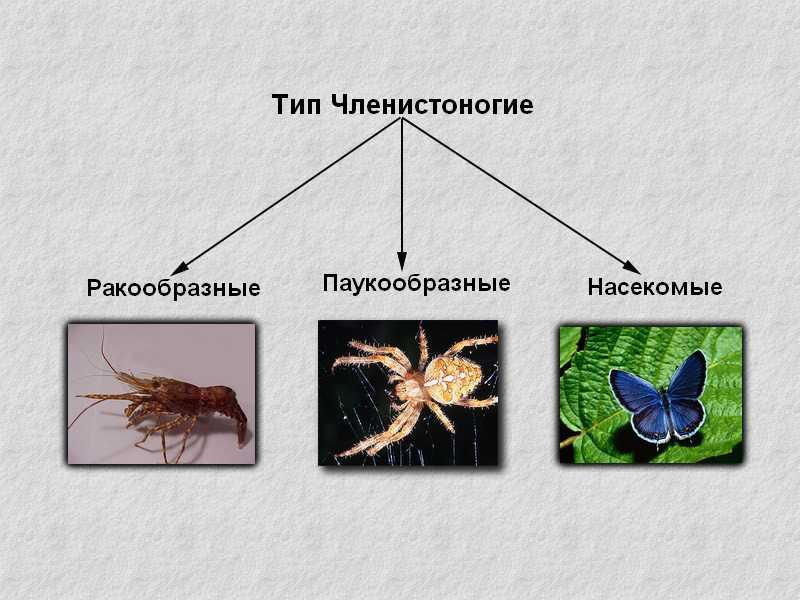 Насекомые сходства и различия. Тип Членистоногие класс насекомые 7 класс. Класс ракообразные класс паукообразные класс насекомые. Членистоногие ракообразные паукообразные. Тип Членистоногие ракообразные паукообразные насекомые.