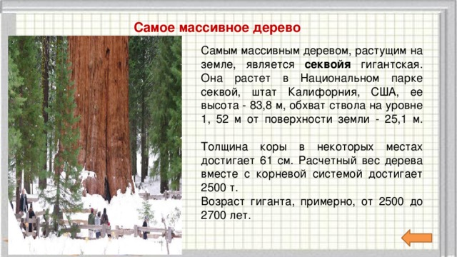Самое массивное дерево Самым массивным деревом, растущим на земле, является секвойя гигантская. Она растет в Национальном парке секвой, штат Калифорния, США, ее высота - 83,8 м, обхват ствола на уровне 1, 52 м от поверхности земли - 25,1 м.   Толщина коры в некоторых местах достигает 61 см. Расчетный вес дерева вместе с корневой системой достигает 2500 т. Возраст гиганта, примерно, от 2500 до 2700 лет. 
