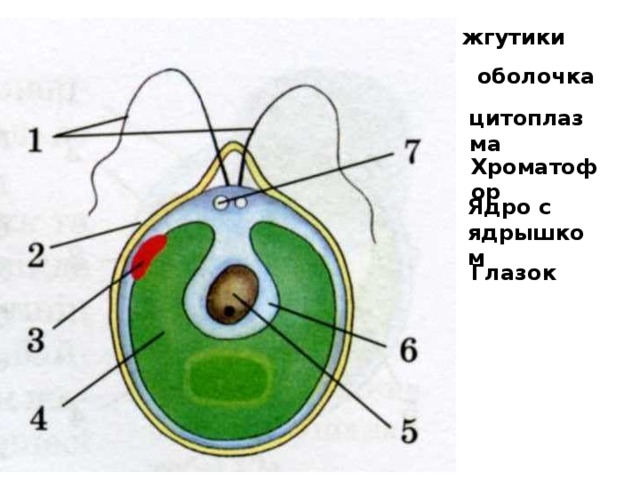 Хроматофор на рисунке обозначен цифрой