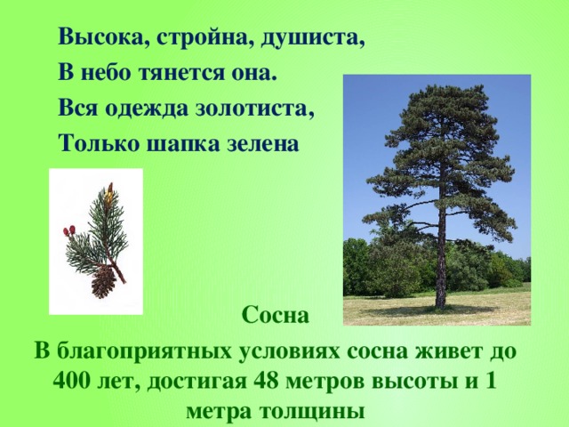  Высока, стройна, душиста,  В небо тянется она.  Вся одежда золотиста,  Только шапка зелена Сосна В благоприятных условиях сосна живет до 400 лет, достигая 48 метров высоты и 1 метра толщины 