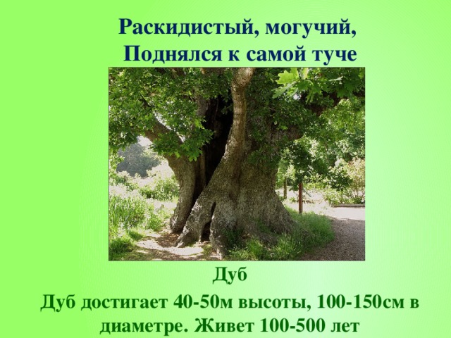  Раскидистый, могучий,  Поднялся к самой туче Дуб Дуб достигает 40-50м высоты, 100-150см в диаметре. Живет 100-500 лет  