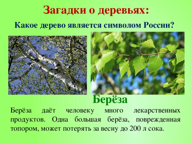 Загадки о деревьях: Какое дерево является символом России?  Берёза Берёза даёт человеку много лекарственных продуктов. Одна большая берёза, поврежденная топором, может потерять за весну до 200 л сока. 