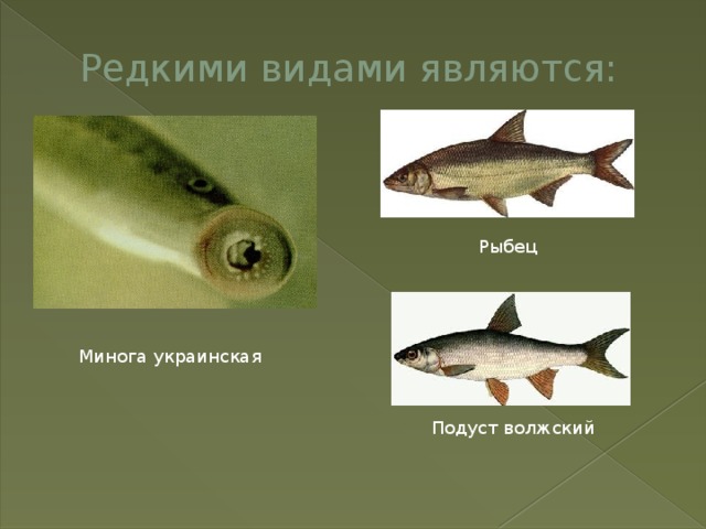 Редкими видами являются: Рыбец Минога украинская Подуст волжский 