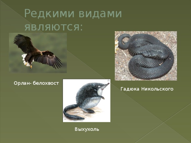 Редкими видами являются: Орлан- белохвост Гадюка Никольского Выхухоль 