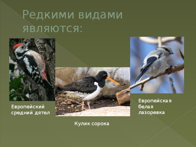 Редкими видами являются: Европейская белая лазоревка Европейский средний дятел Кулик сорока 