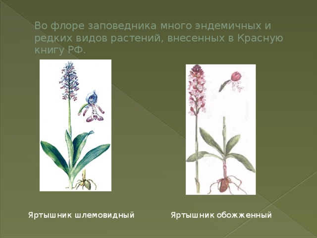 Во флоре заповедника много эндемичных и редких видов растений, внесенных в Красную книгу РФ. Яртышник шлемовидный  Яртышник обожженный 