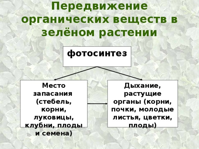 Образование и транспорт органических веществ. Передвижение органических веществ в растении 6 класс биология. Транспорт органических веществ.