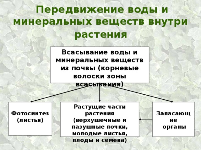 Передвижение веществ у растений 6 класс презентация пасечник