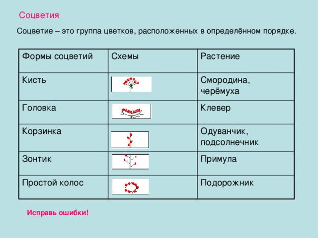 Строение цветка - Биология - Презентации - 6 класс