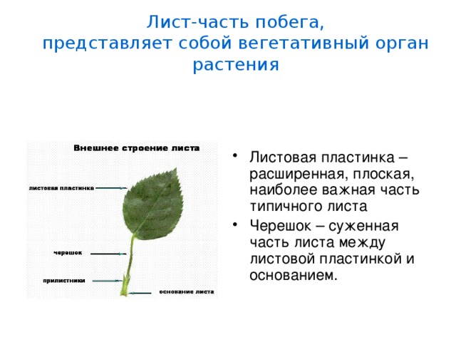 Основы части листа. Лист часть побега представляет собой. Части листа растения. Лист орган растения. Что представляет собой лист.