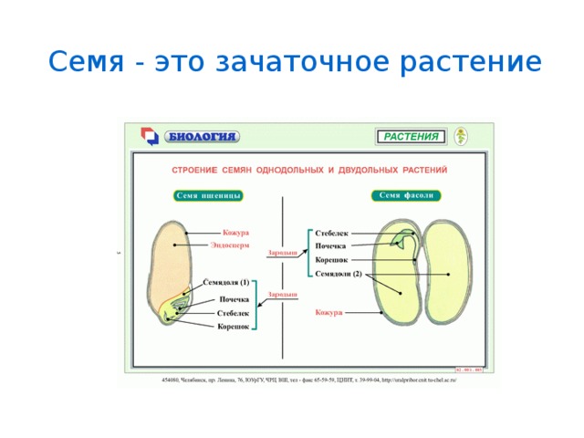 Строение семян однодольных и двудольных растений