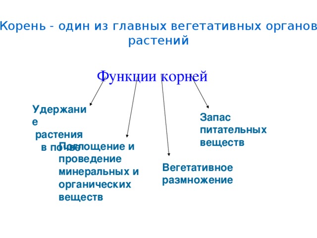 Основные вегетативные органы растений функции