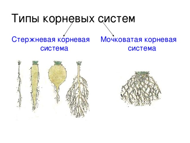 Какая корневая система изображена на каждом рисунке