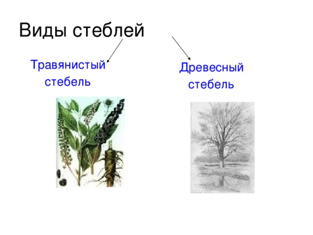 Стебель травянистых растений